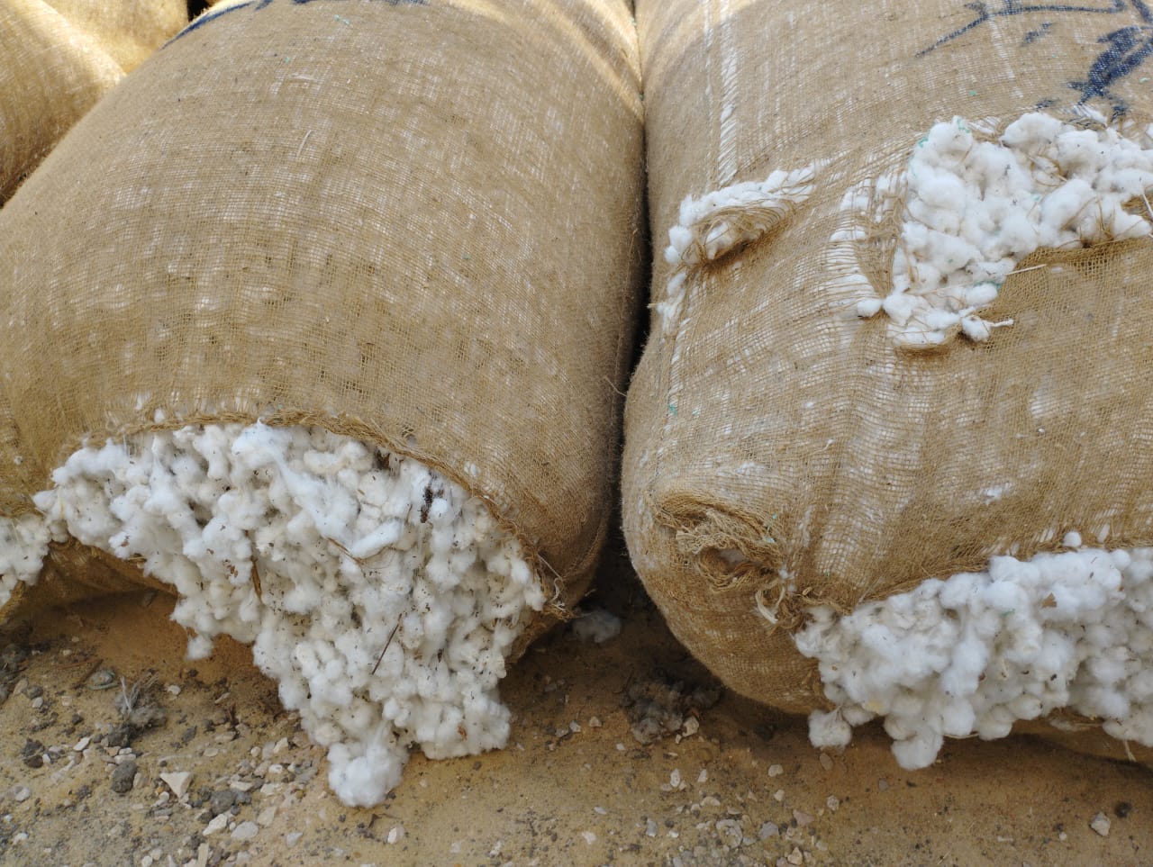 مزاد القطن بالشرقية 02