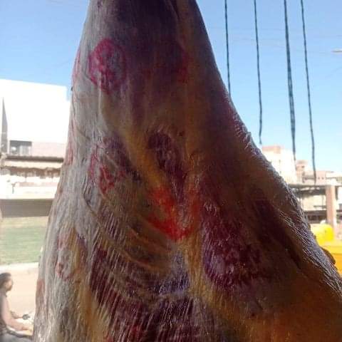 حملة الطب البيطري 02