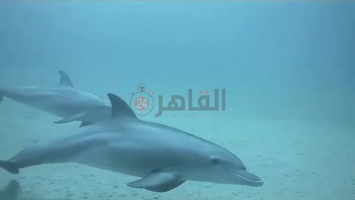 عروس البحر والدولفين يرسمون لوحة فنية للسائحين بأعماق مرسى علم 