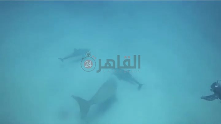 عروس البحر والدولفين يرسمون لوحة فنية للسائحين بأعماق مرسى علم 
