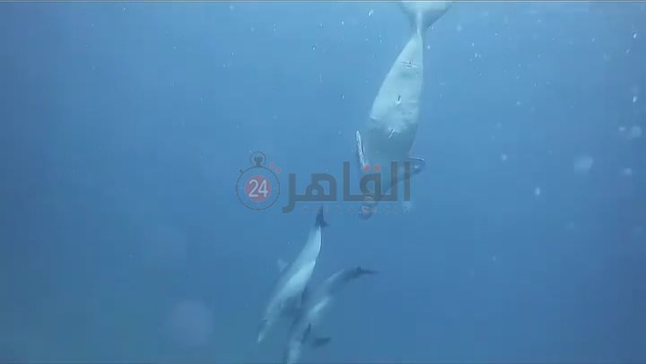 عروس البحر والدولفين يرسمون لوحة فنية للسائحين بأعماق مرسى علم 
