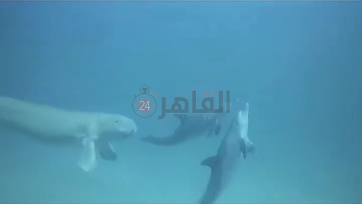 عروس البحر والدولفين يرسمون لوحة فنية للسائحين بأعماق مرسى علم 