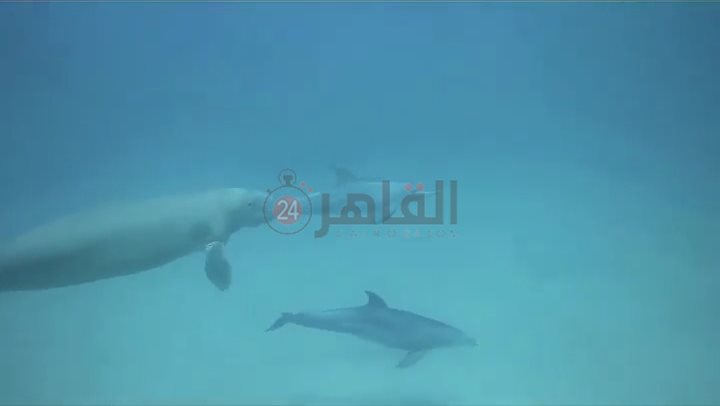 عروس البحر والدولفين يرسمون لوحة فنية للسائحين بأعماق مرسى علم 