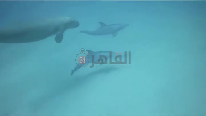 عروس البحر والدولفين يرسمون لوحة فنية للسائحين بأعماق مرسى علم 