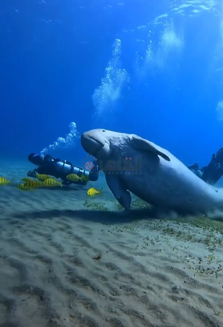 IMG_٢٠٢٢١١٢٢_٠٩٣٠٤٥٥٠