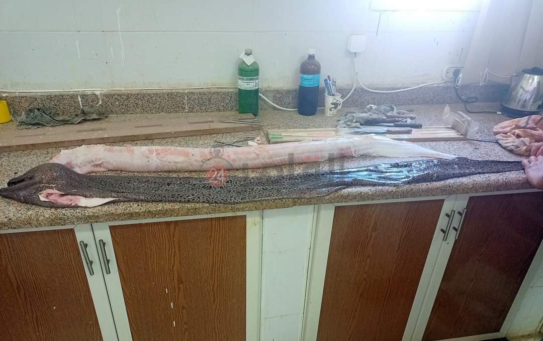 IMG_٢٠٢٢١٢١٥_١٣٥٠٠٢