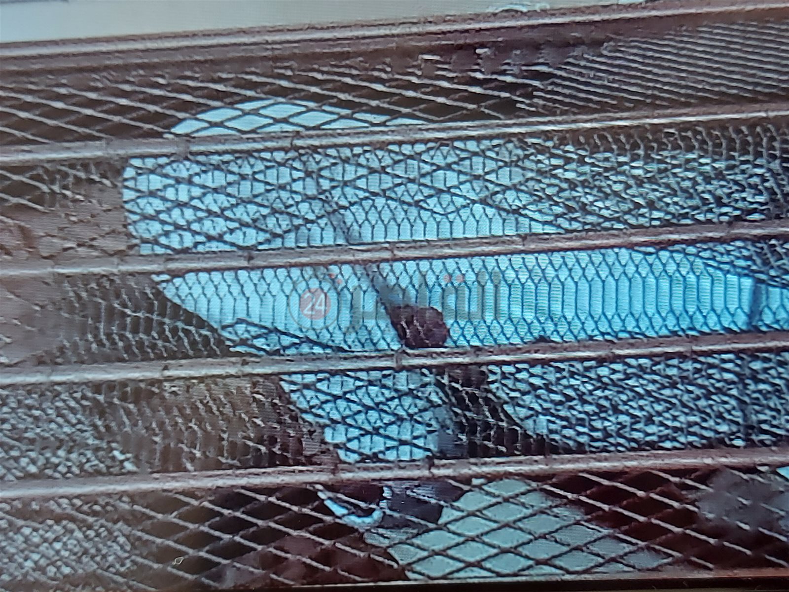 ‪المتهم بقتل عمته ببورسعيد 