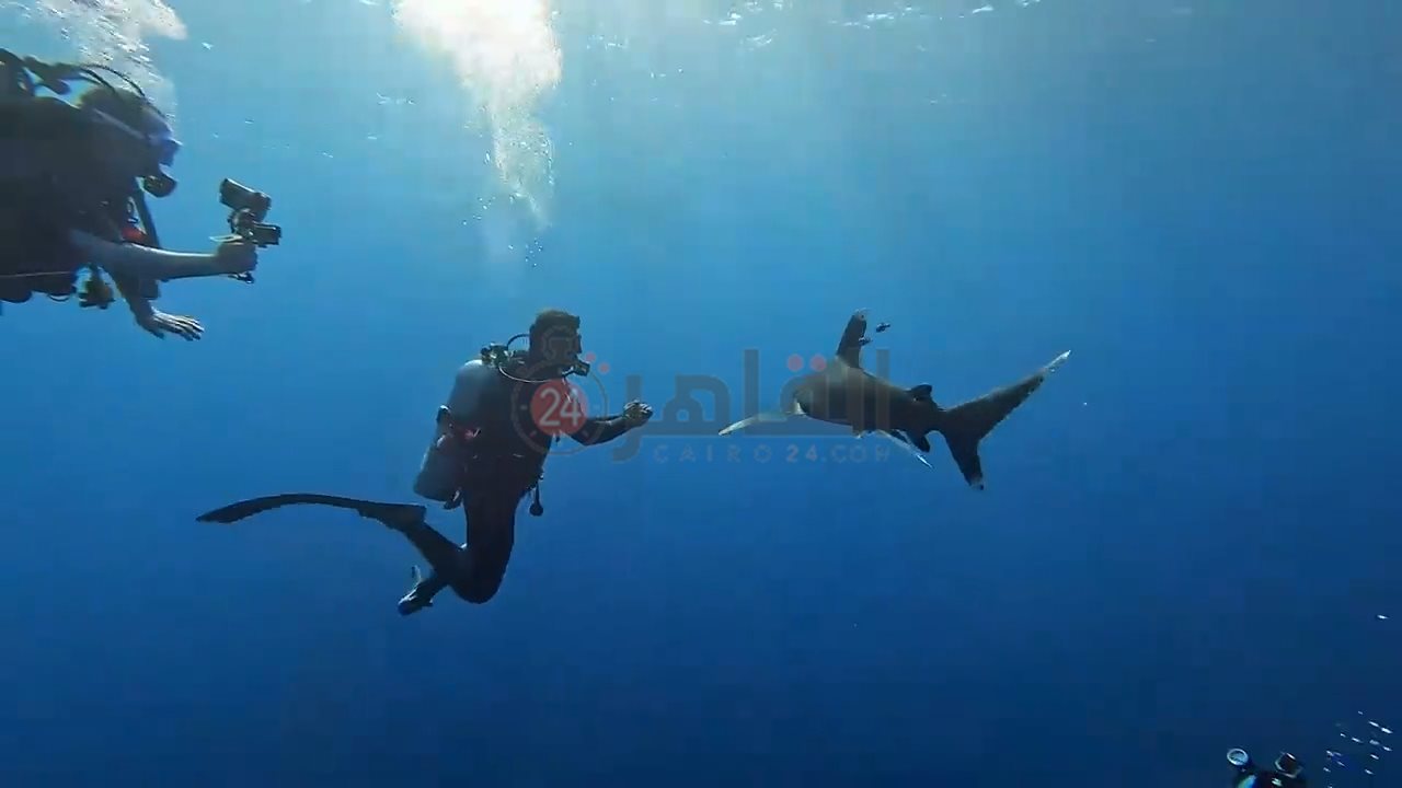 ظهور زوجين من قرش اللونج مانوس بمرسى علم 