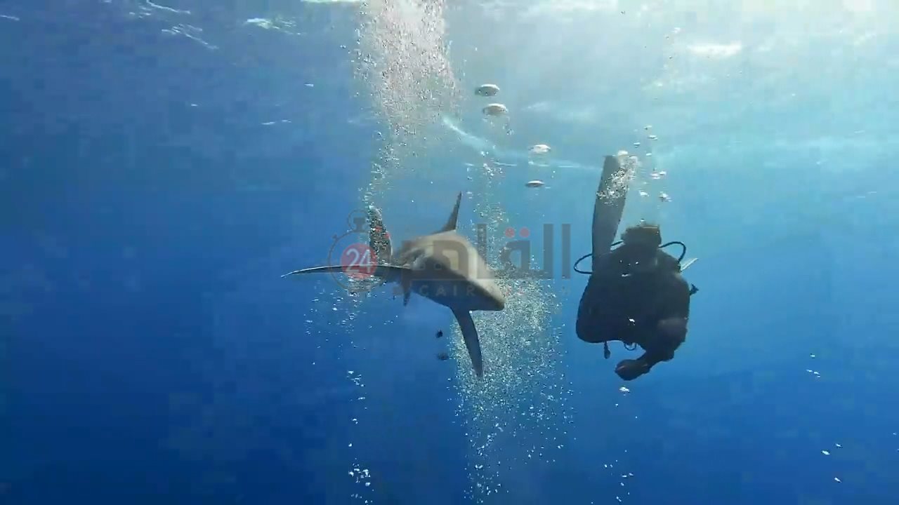 ظهور زوجين من قرش اللونج مانوس بمرسى علم 