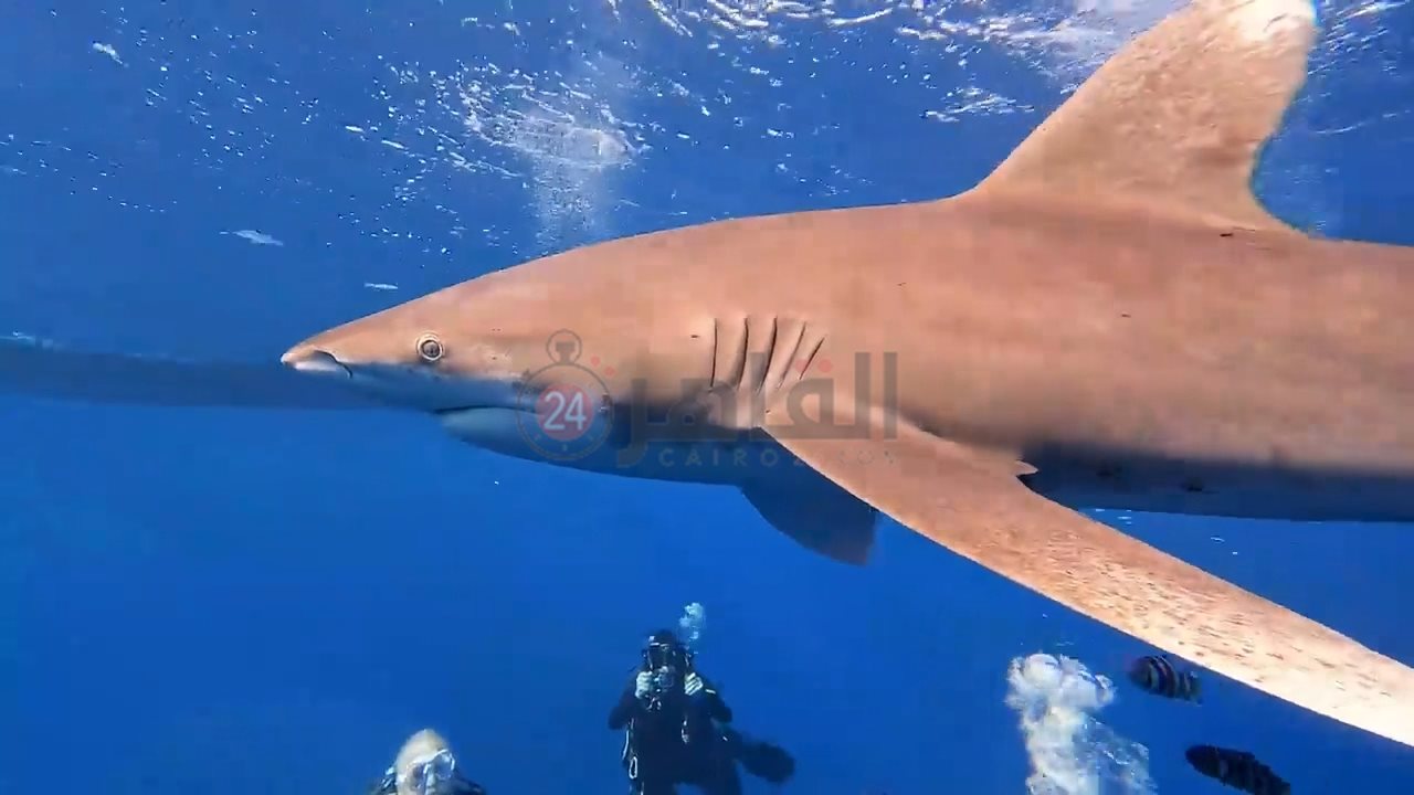 ظهور زوجين من قرش اللونج مانوس بمرسى علم 