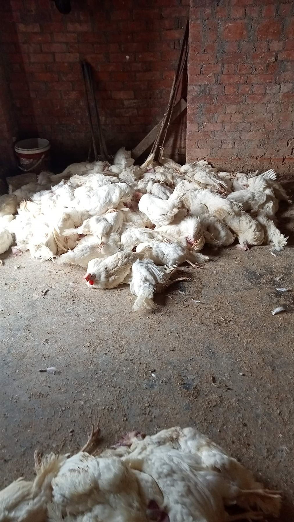 الدواجن النافقة 01