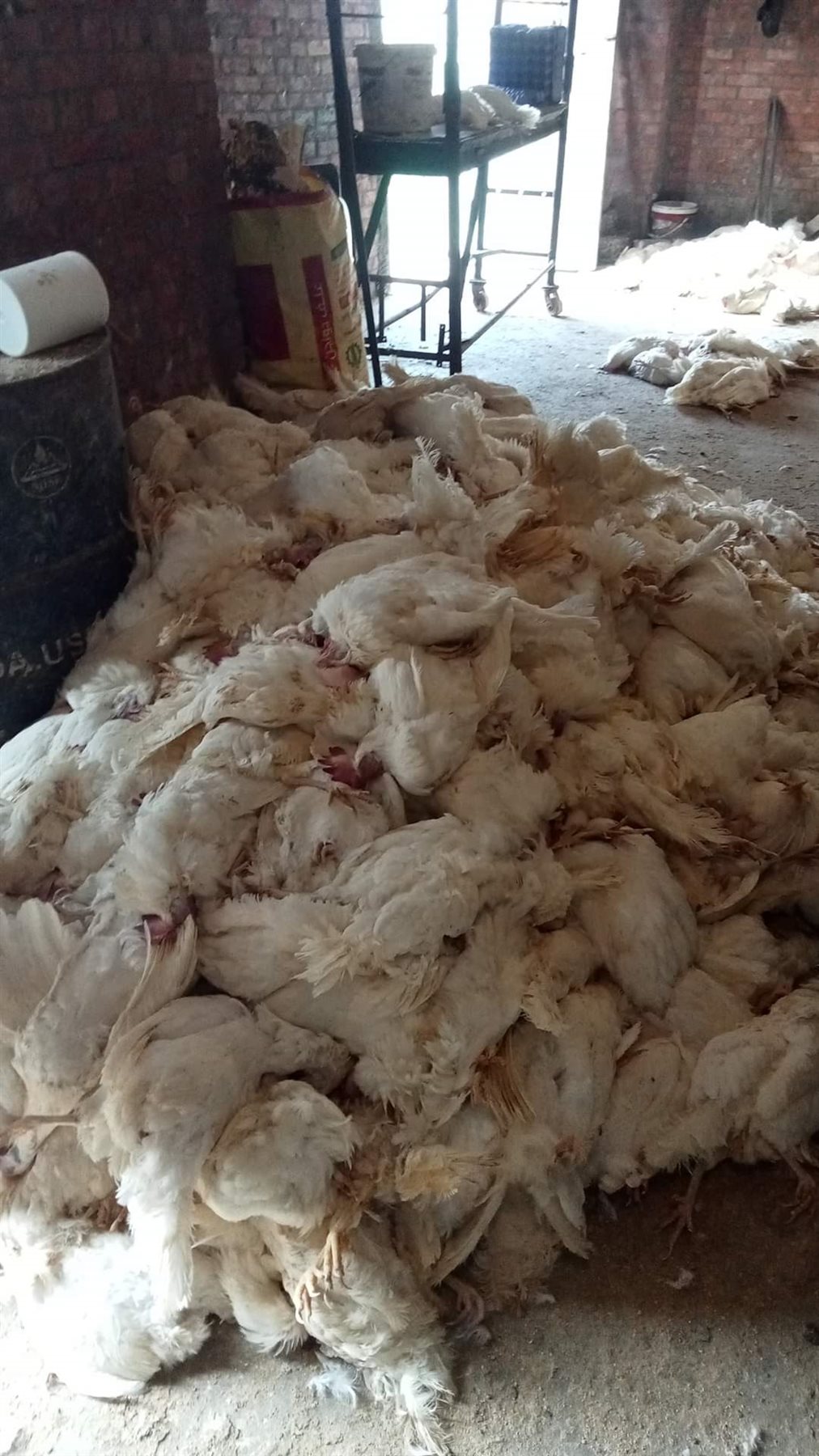 الدواجن النافقة 02