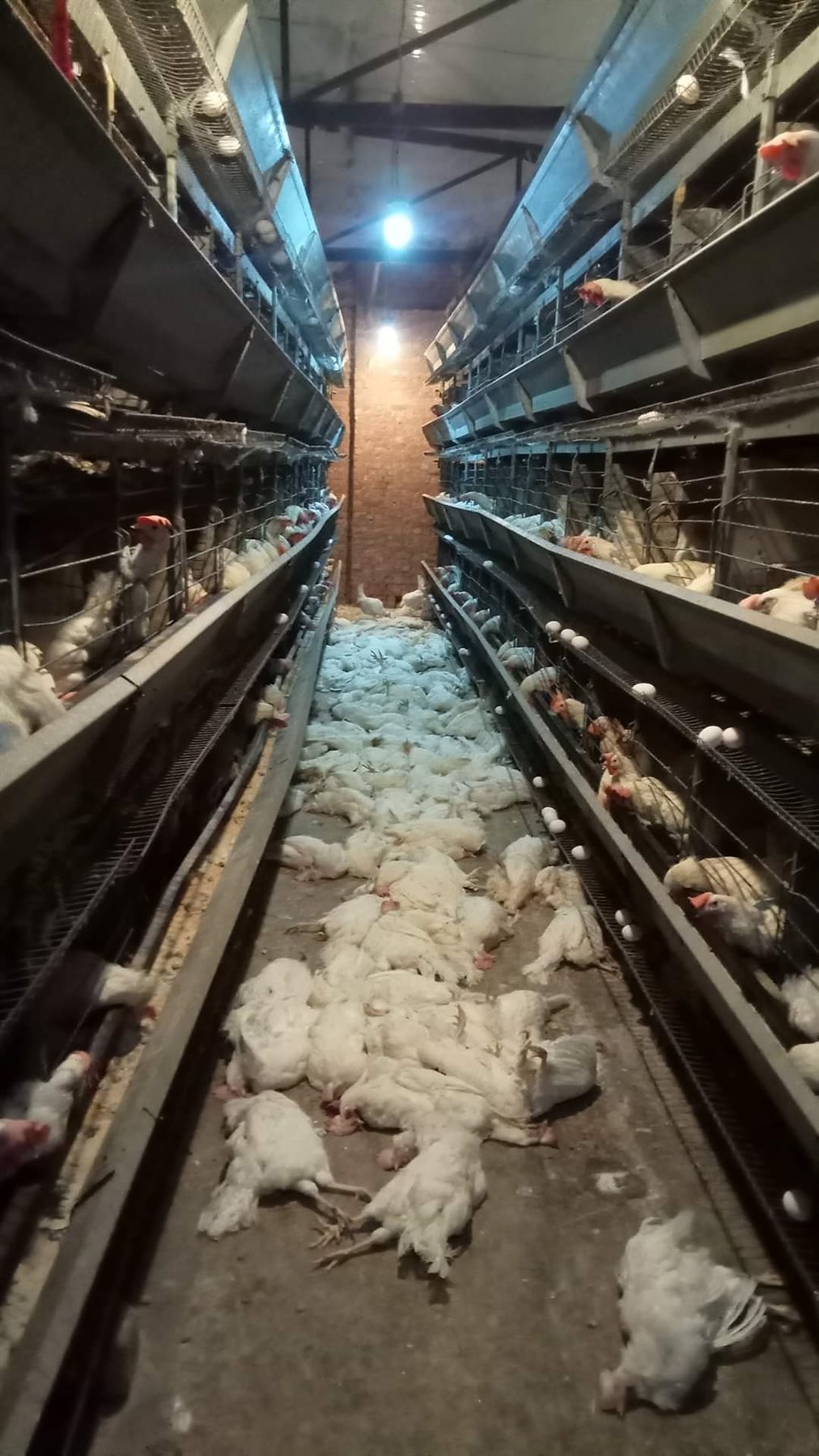 الدواجن النافقة 05