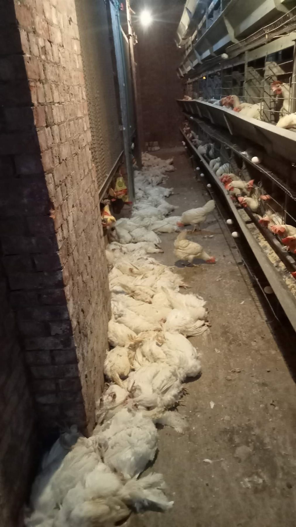 الدواجن النافقة 06