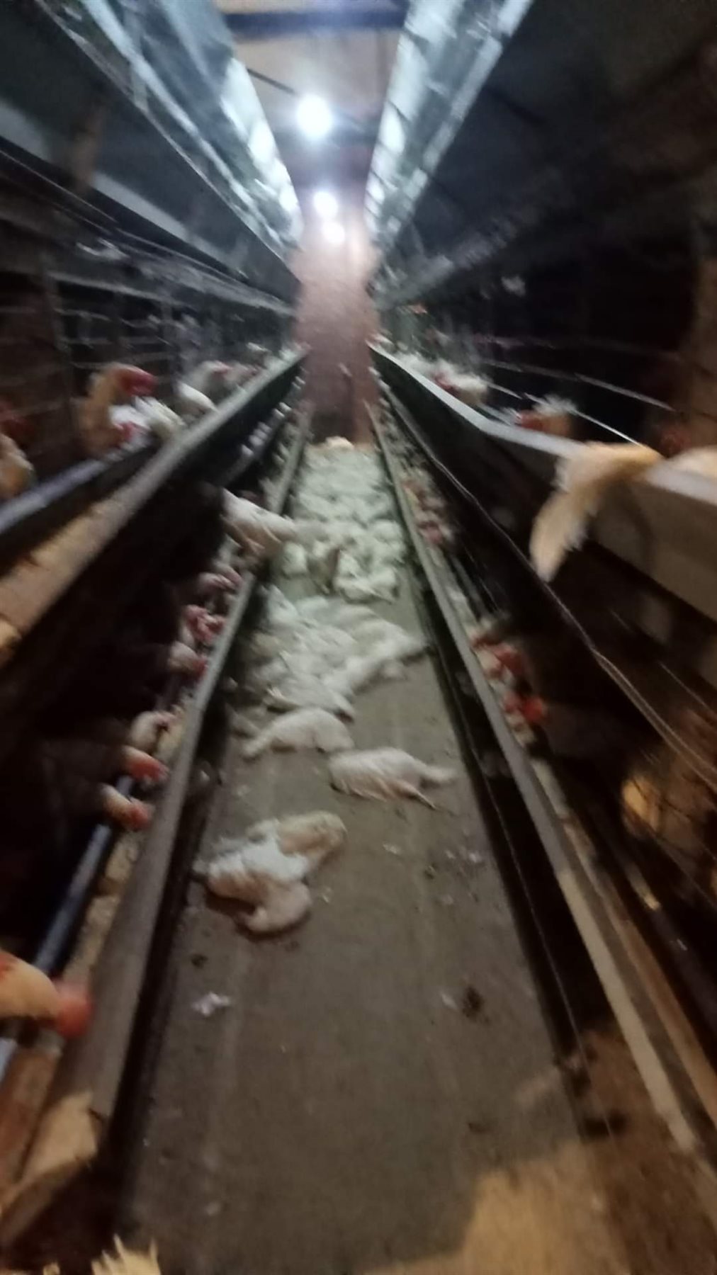 الدواجن النافقة 08