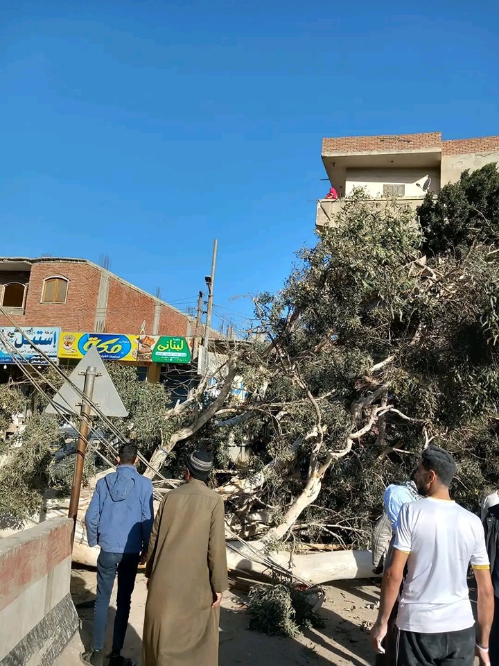 سقوط شجرة في فاقوس 01
