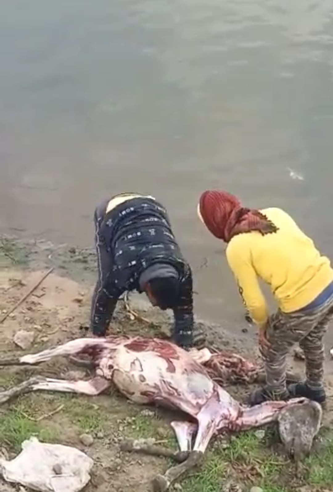 المتهمين والحمار النافق 02