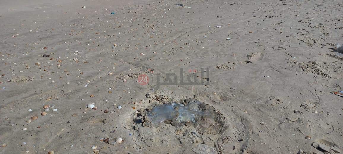 received_1265026177435519