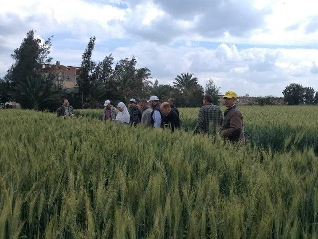 يوم حقلي إرشادي عن محصول القمح بالشرقية 03