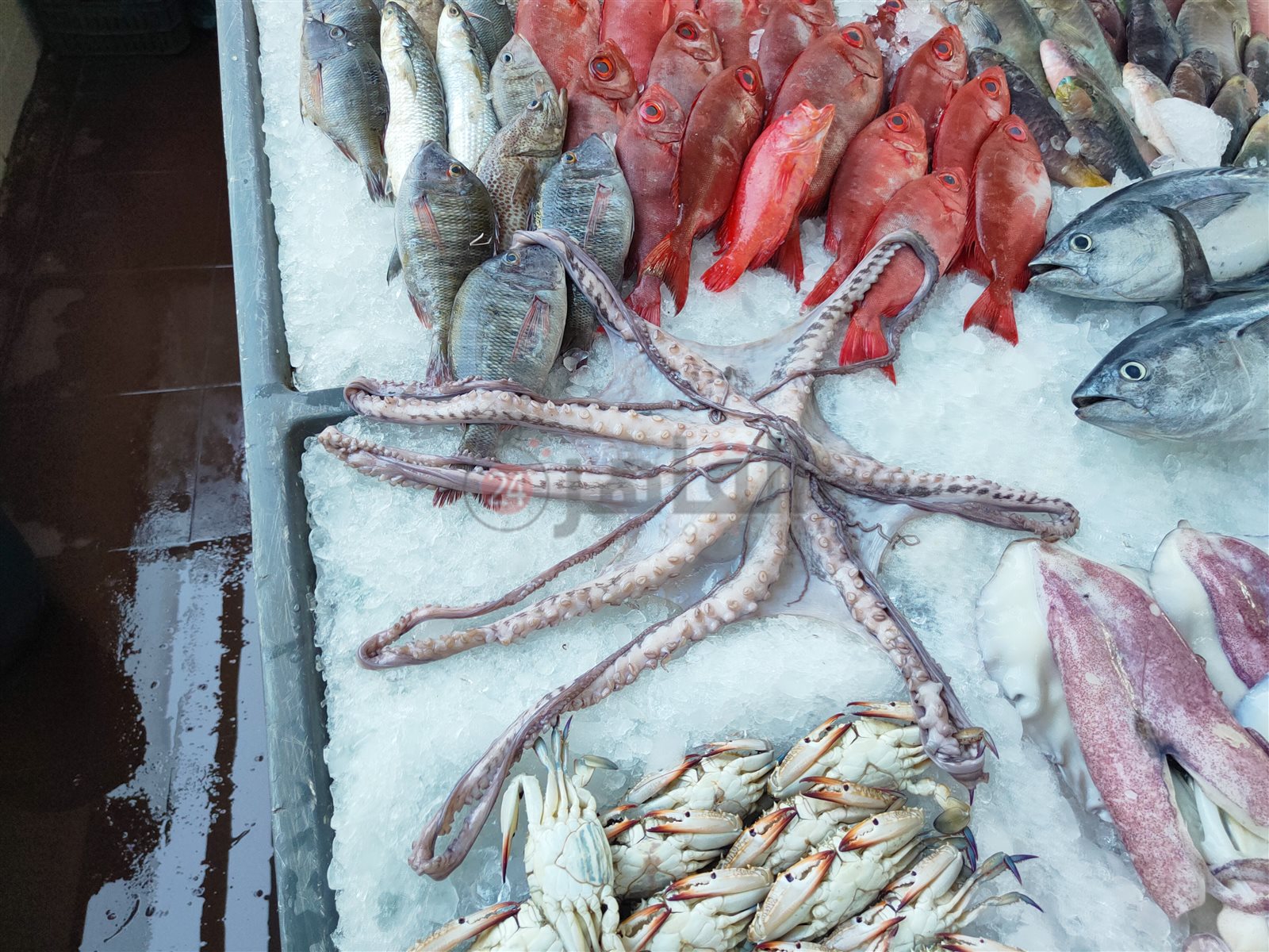 حلقة السمك بالغردقة