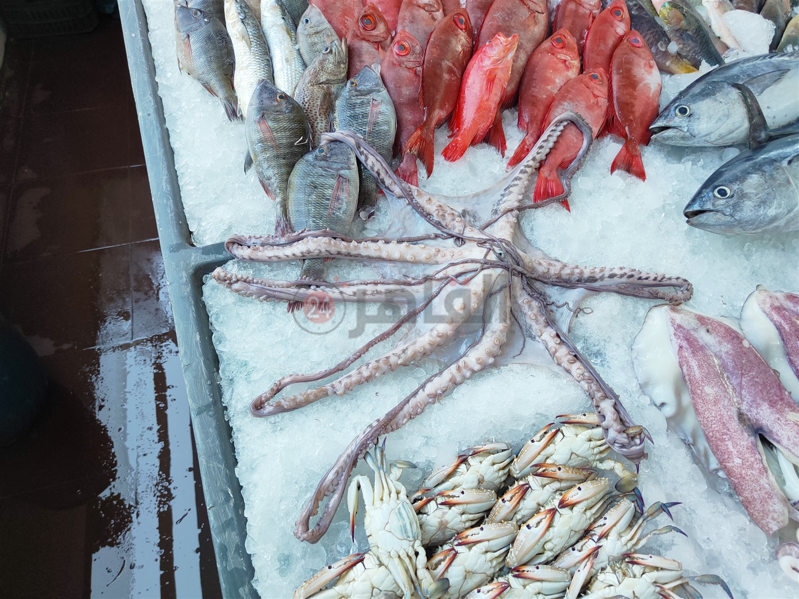 حلقة السمك بالغردقة