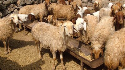 القبض على عامل بتهمة إيواء حيوانات في مدرسة