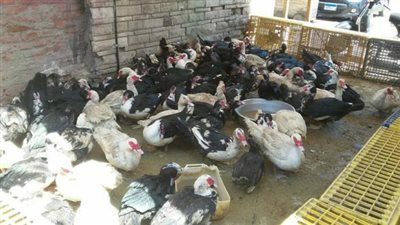 بسبب بطة.. مقتل مواطن في مشاجرة بالغربية