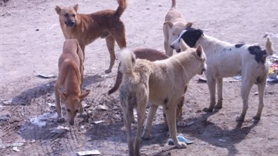 محافظ البحر الأحمر: 20 جنيه لكل شاب يصطاد كلب من الشارع.. وعودة برنامج “الخصى”
