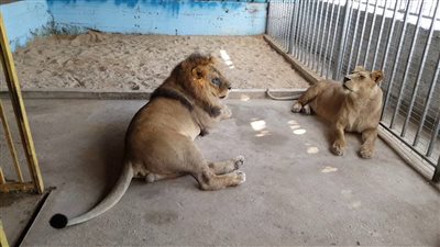 البيئة تصادر حديقة حيوان كاملة من مواطنين بالإسكندرية (صورة)