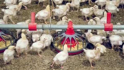 متنتجى الدواجن: نستهلك 1.5 مليار دجاجة سنويا والمجمد أفضل