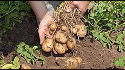 منتجي البطاطس: حذرنا من أزمة ارتفاع الأسعار.. والزراعة: ضعاف النفوس هدفهم تعطيش السوق