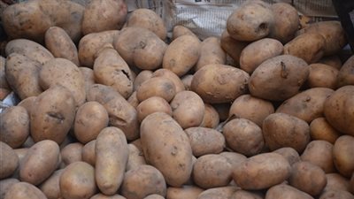 الحكومة تكشف سبب أزمة البطاطس