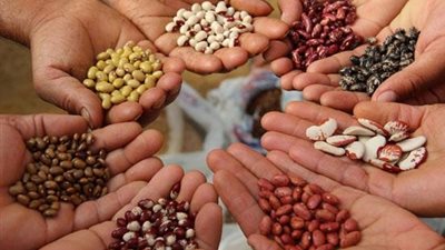 وكيل زراعة البرلمان: نستورد تقاوى الخضار بمليار دولار