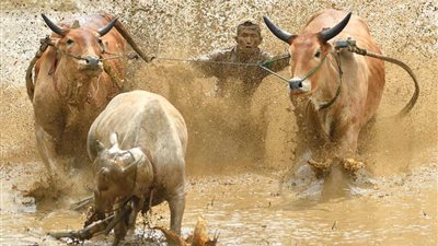 سباق الثيران في إندونيسيا