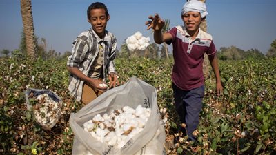 أرقام هامة عن القطن المصري من يونيه وحتى أغسطس 2018