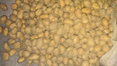 رئيس الحجر الزراعي: مصادرة نوعين من التقاوي المستوردة لاحتوائها على فيروس