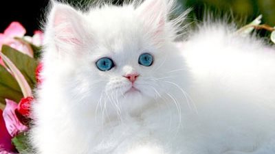 بعد النعجة دوللى.. الصين تشهد استنساخ أول قطة فى العالم (صور)