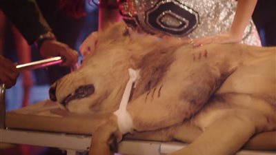 مدرب الأسد الذي ظهر في كليب الفنانة بشرى يكشف كواليس إصابته