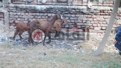 من التاريخ لـ”المعيز”.. النيابة تطالب وزارة الآثار بإنقاذ متحف “عرابي” بالشرقية (صور)