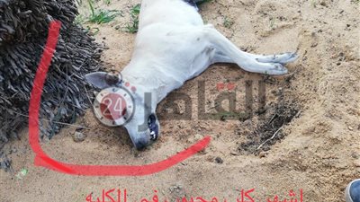 أشرف زكي يٌقرر إنهاء انتداب المسئول عن تسميم كلاب داخل أكاديمية الفنون