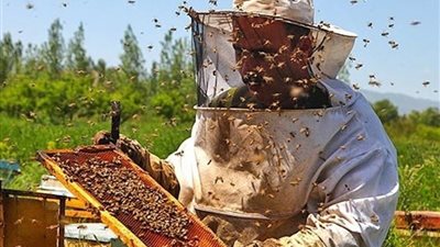 رفع حالة الاستعداد القصوى.. 10 توصيات لمربي النحل لمواجهة الظروف الجوية المتقلبة