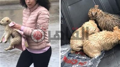 رحماء بينهم.. أول تصريح لبطلة صورة إنقاذ كلاب الشوارع من الأمطار (خاص)