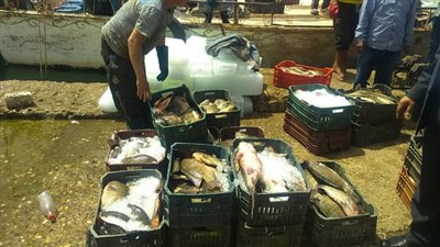 الزراعة تتابع أعمال صيد الأسماك بمحافظة أسوان لتوفير غذاء آمن للمواطنين (صور)