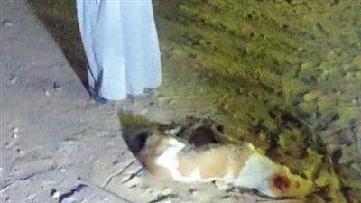 عقرهم كلب.. خروج 8 أطفال من مستشفى المحلة بعد تحسن حالتهم الصحية