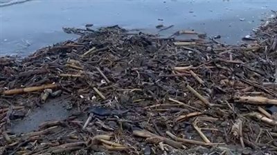 انتشار ورد النيل على شواطئ بورسعيد.. ومحاولات من جهاز الإنقاذ لإزالته | بث مباشر