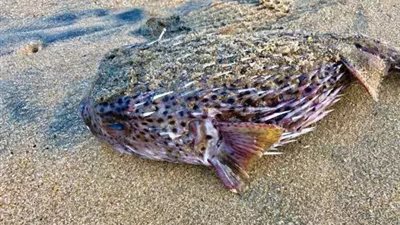 وفاة امرأة ماليزية ودخول زوجها في غيبوبة بعد تناول سمكة منتفخة قاتلة