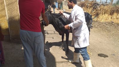 تحصين 117 ألف رأس ماشية ضد الحمى القلاعية والوادي المتصدع بالفيوم 