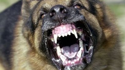 تفاصيل اعتداء كلب مسعور على سيدة و5 أطفال بسوهاج