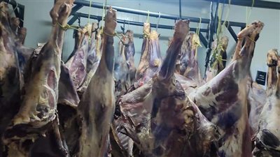 ضبط 100 كيلو لحوم منتهية الصلاحية في حملة بيطرية بالغربية