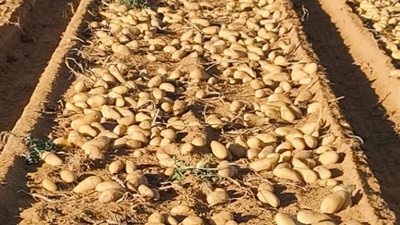 الزراعة: 642 ألف فدان إجمالي المساحات الخالية من العفن البني في البطاطس 
